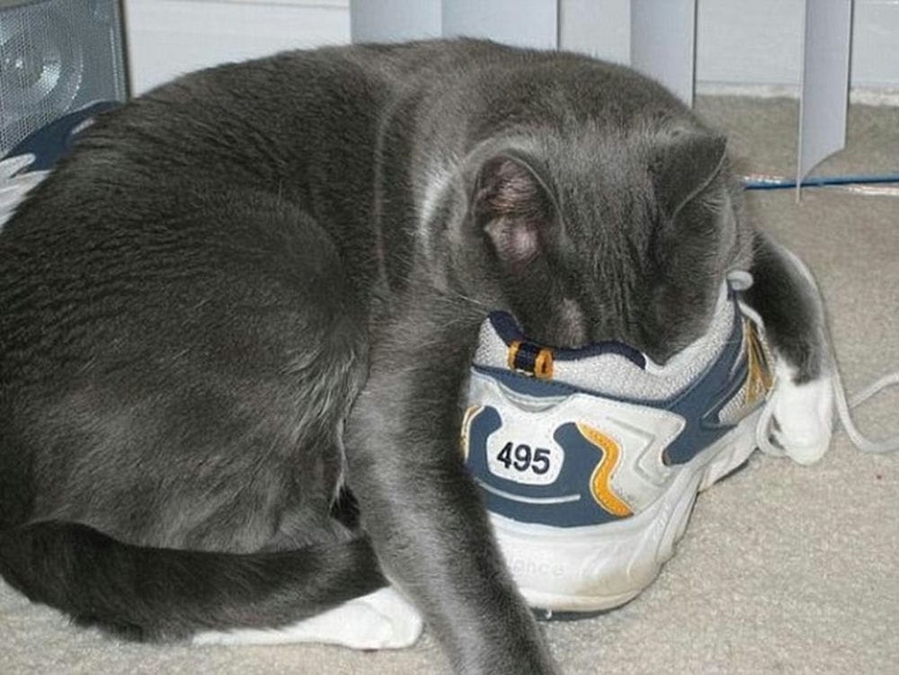 Кот спит в ботинке